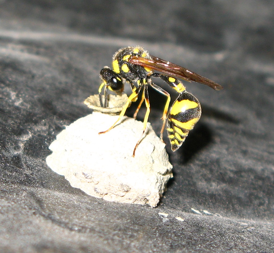 Eumenes sp. che costruisce il nido col fango, tipo vaso 